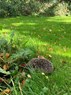 IMG-20221011-WA0004